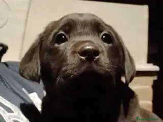 Labrador cani Cuccioli di Labrador Retriever cioccolato - Annuncio 2