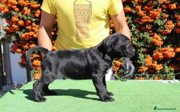 Cane Corso cani in vendita: Cuccioli di cane corso selezionati  - Immagine 3