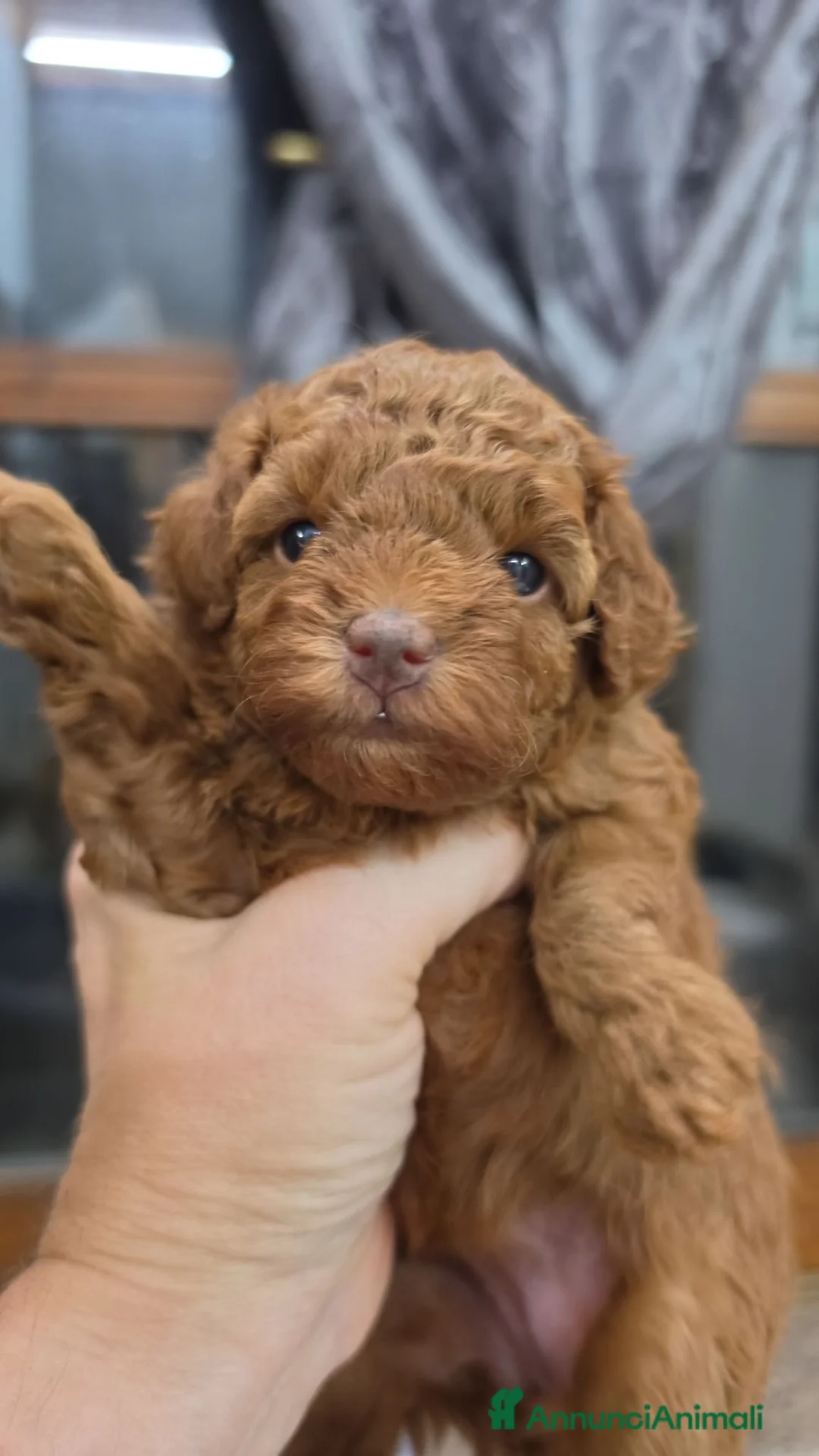 Barboncino Toy cani in vendita: Barboncini Toy  a Città Metropolitana di Bologna - Annuncio 7
