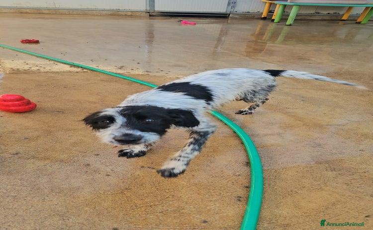 Meticcio cani a Città Metropolitana di Genova - Annuncio 1