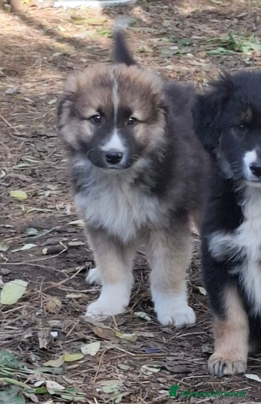 Meticcio cani Prince cucciolo simil pastore australiano - Annuncio 35
