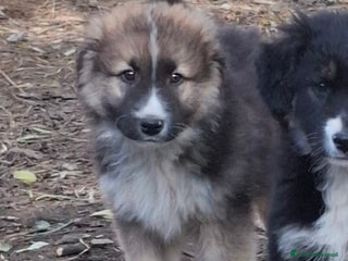 Meticcio cani Prince cucciolo simil pastore australiano - Annuncio 3