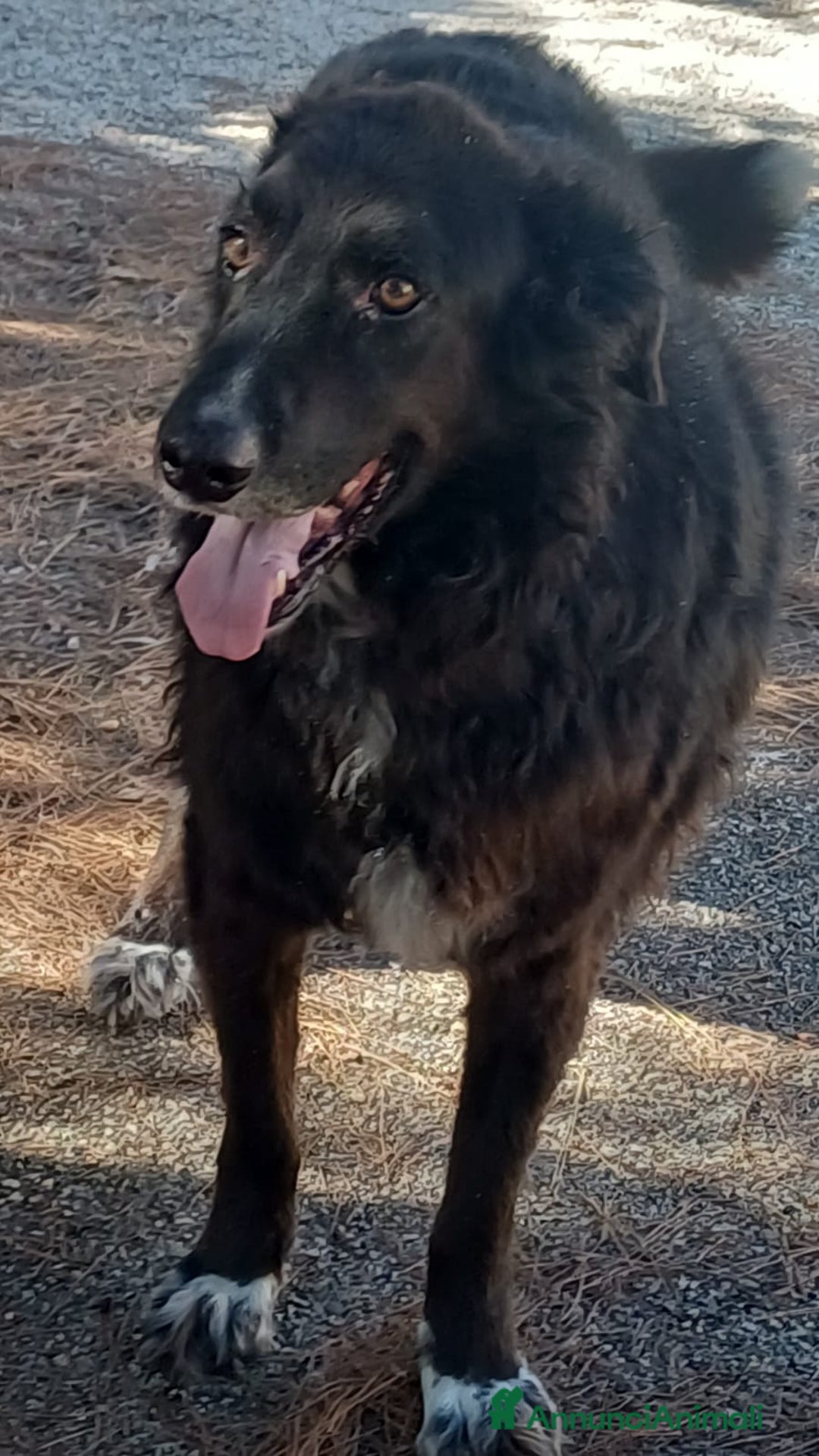 Meticcio cani in regalo: Kalù cerca casa - Annuncio 3