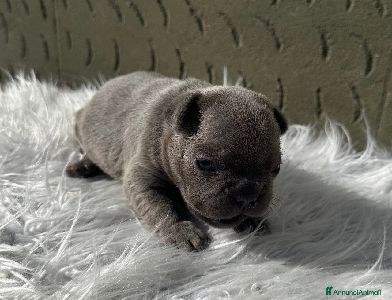 Bulldog Francese cani Bulldog francese cuccioli blu - Annuncio 3