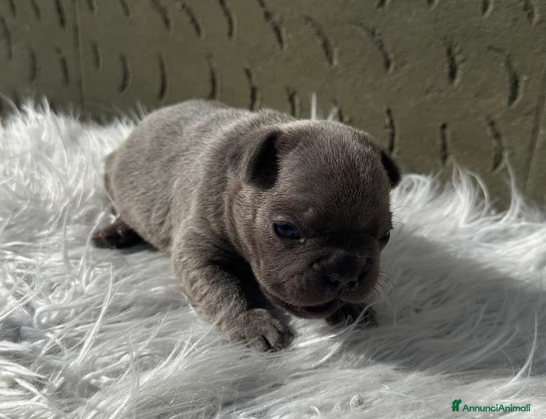 Bulldog Francese cani in vendita: Bulldog francese cuccioli blu - Annuncio 1