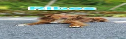Meticcio cani in regalo: Cucciolo spettacolare in adozione a Città metropolitana di Milano - Annuncio 1