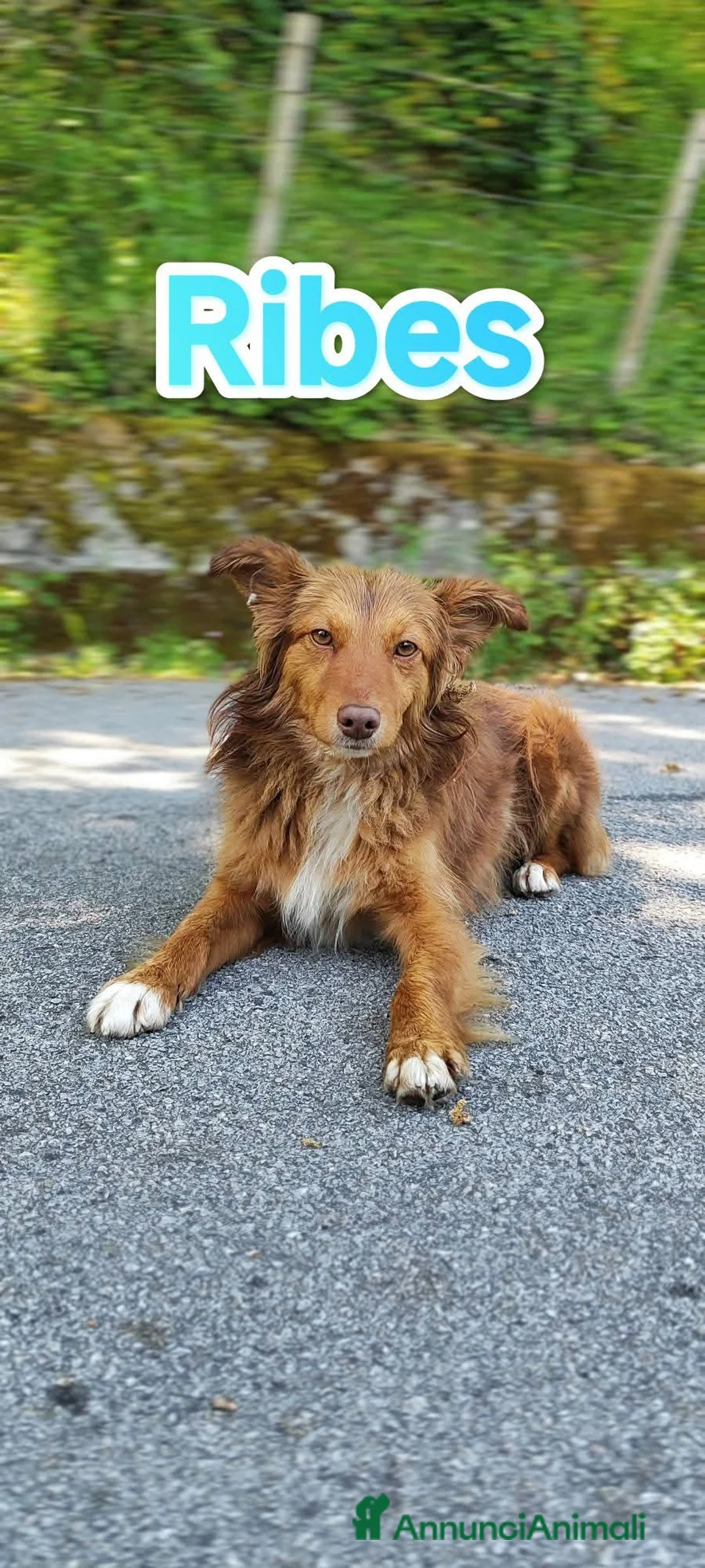 Meticcio cani in regalo: Cucciolo spettacolare in adozione a Città metropolitana di Milano - Annuncio 1