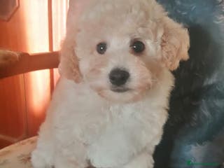 Barboncino Toy cani Barboncino Toy Bianco - Annuncio 3