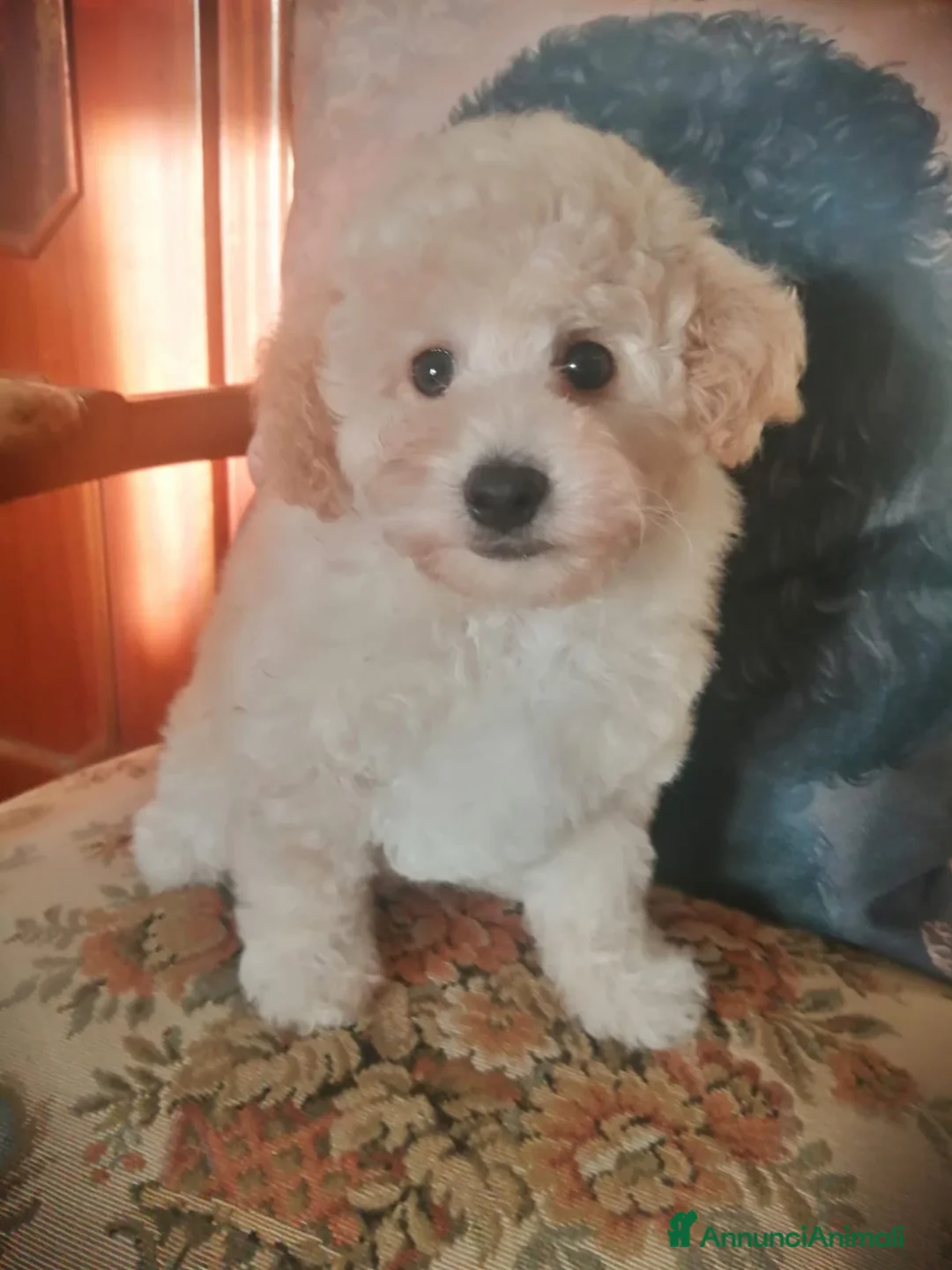 Barboncino Toy cani in vendita: Barboncino Toy Bianco  - Annuncio 1