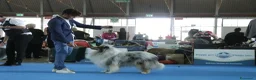 Collie cani in vendita: Cucciolo di Collie a Città Metropolitana di Genova - Annuncio 1