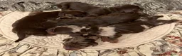 Bassotto cani in vendita: Cucciolo bassotto kaninchen/nano - Annuncio 20