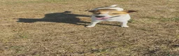 Meticcio cani in regalo: GINNY 2 anni taglia piccola - Annuncio 7