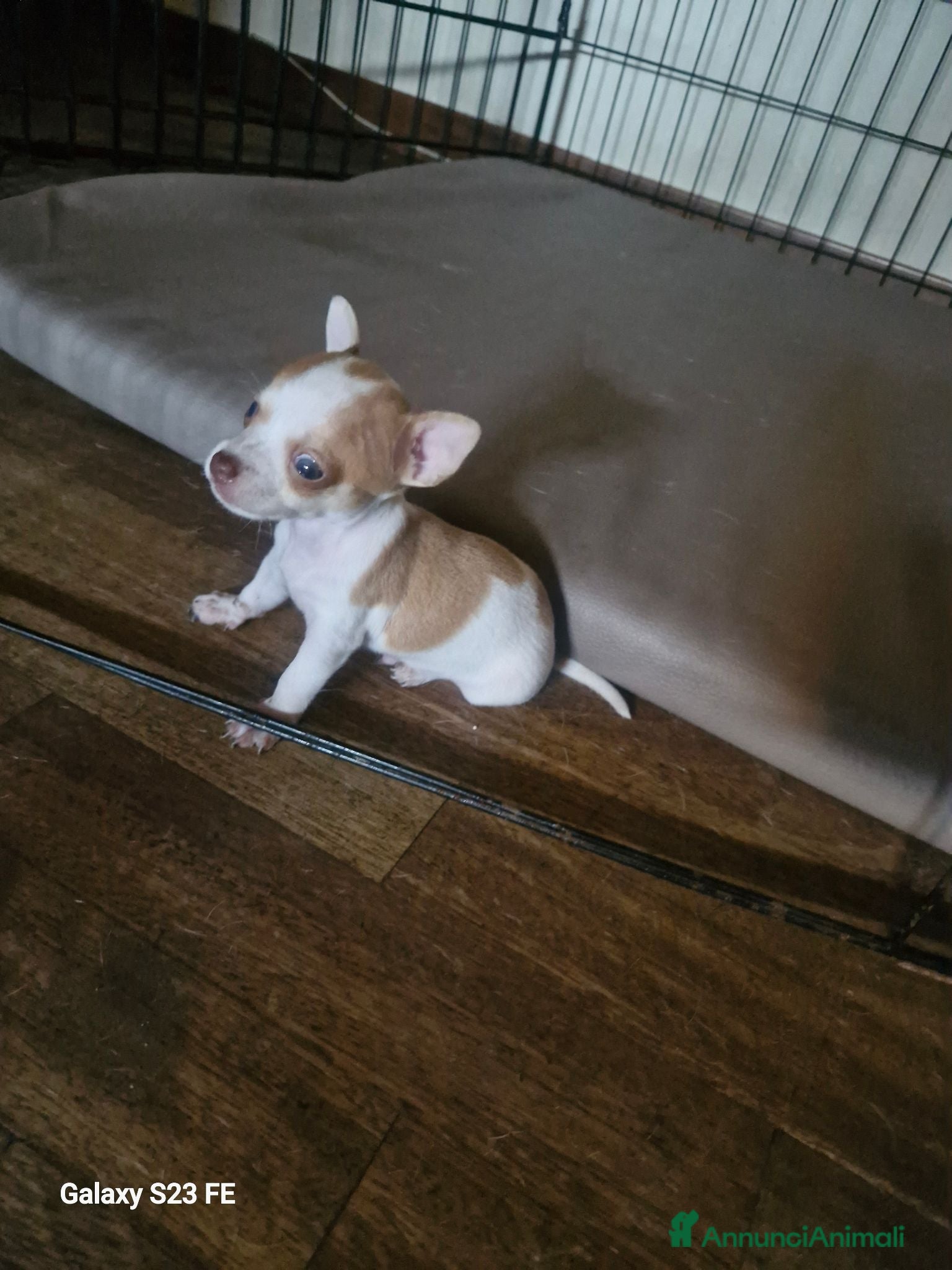 Chihuahua cani Ciwawa maschietto - Annuncio 2