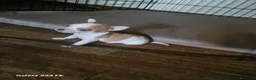 Chihuahua cani in vendita: Ciwawa maschietto - Annuncio 1