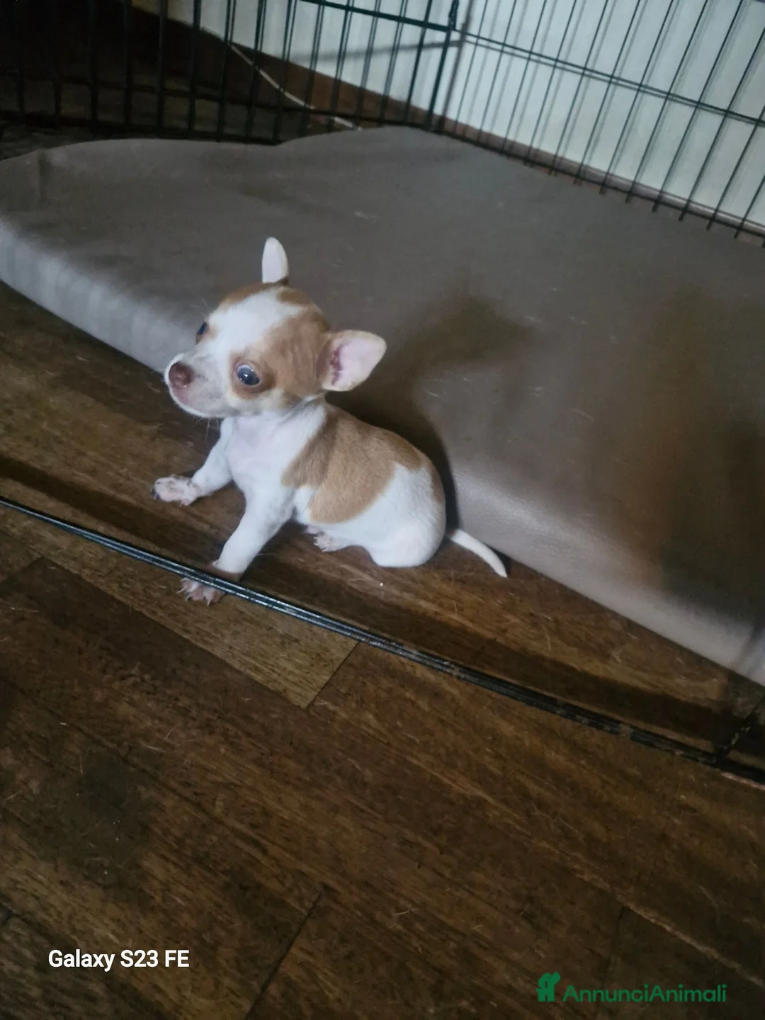 Chihuahua cani in vendita: Ciwawa maschietto - Annuncio 1