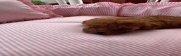 Barboncino Toy cani in vendita: Cucciole barboncino toy - Annuncio 11