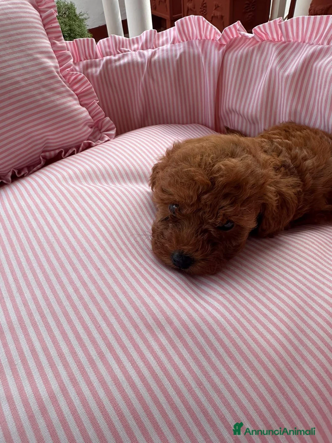 Barboncino Toy cani in vendita: Cucciole barboncino toy - Annuncio 11
