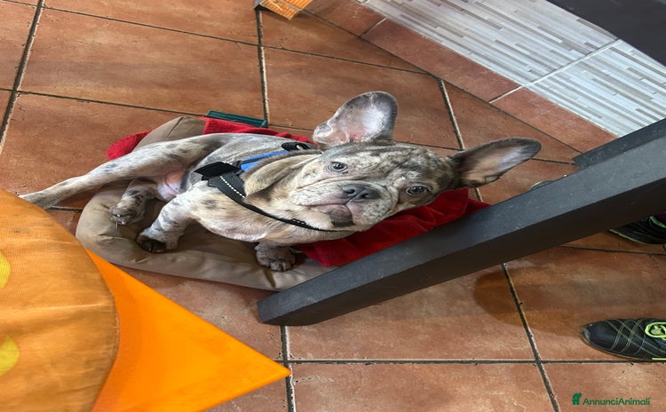 Bulldog Francese cani a Città Metropolitana di Torino - Annuncio 3