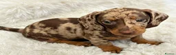 Bassotto cani in vendita: Bassotti cuccioli  - Annuncio 5