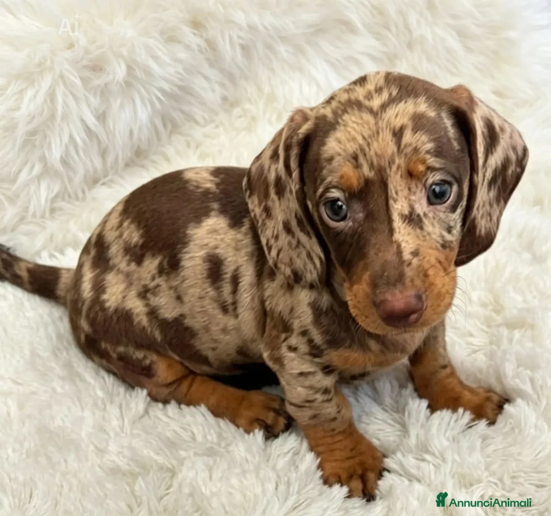 Bassotto cani in vendita: Bassotti cuccioli  - Annuncio 5
