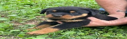 Rottweiler cani in vendita: Cuccioli di Rottweiler  - Annuncio 3