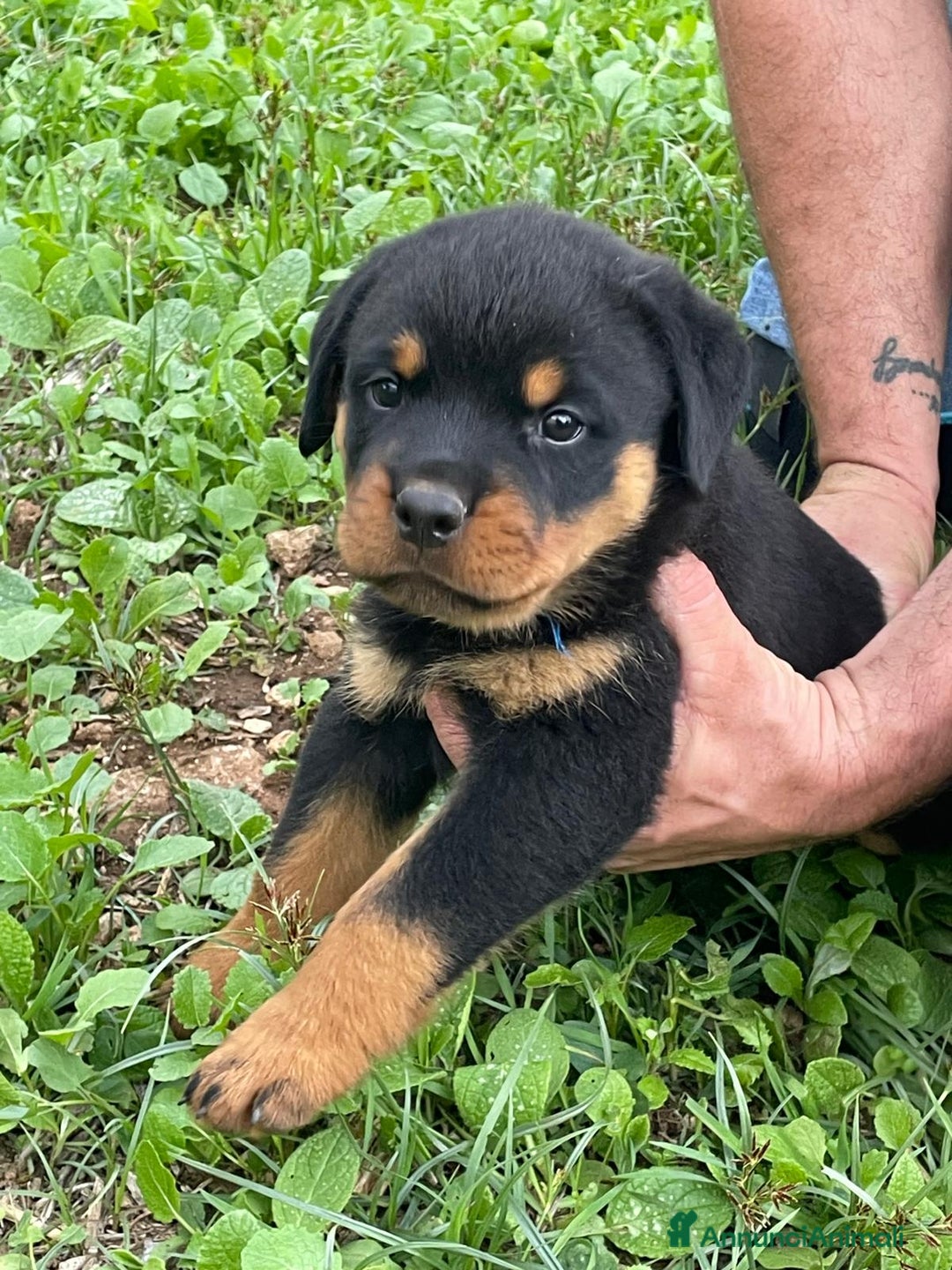 Rottweiler cani in vendita: Cuccioli di Rottweiler  - Annuncio 3