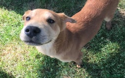 Shar Pei cani in regalo: Cuccioli mix Shar Pei a Provincia di Latina - Immagine 2