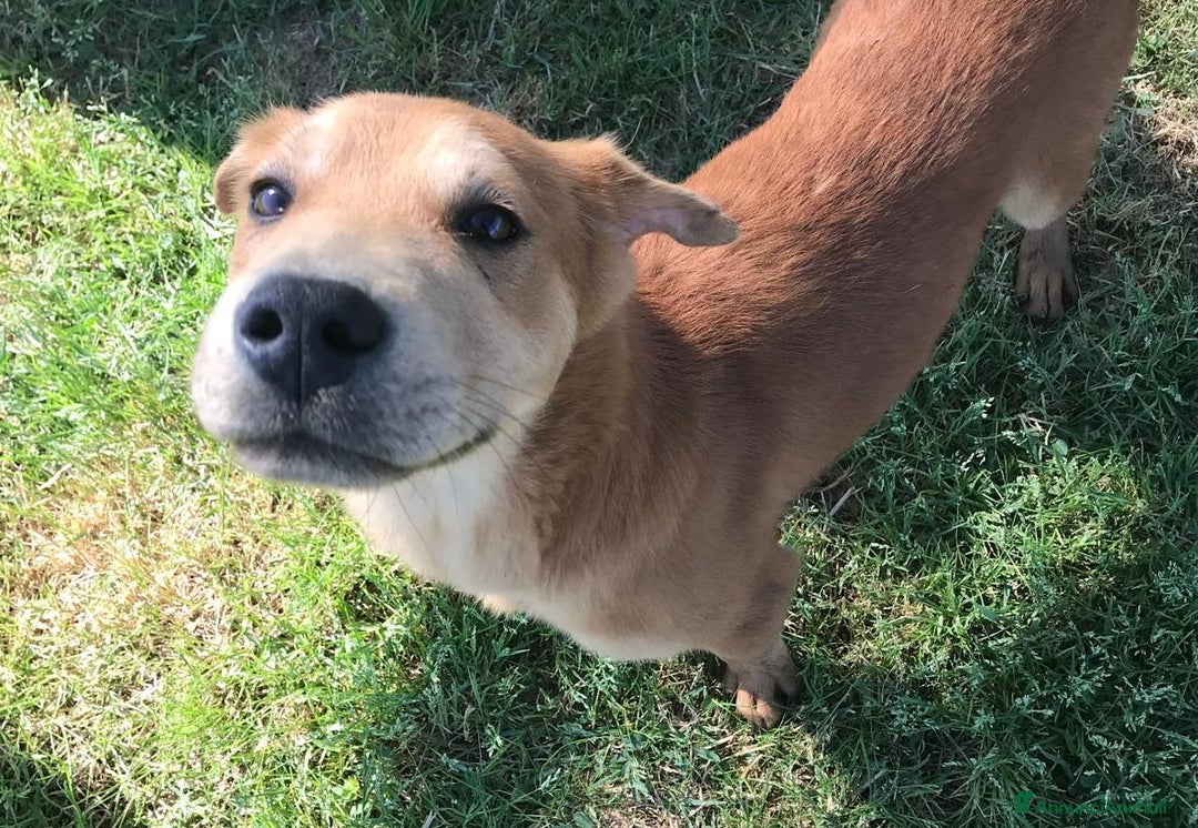 Shar Pei cani in regalo: Cuccioli mix Shar Pei a Provincia di Latina - Immagine 2
