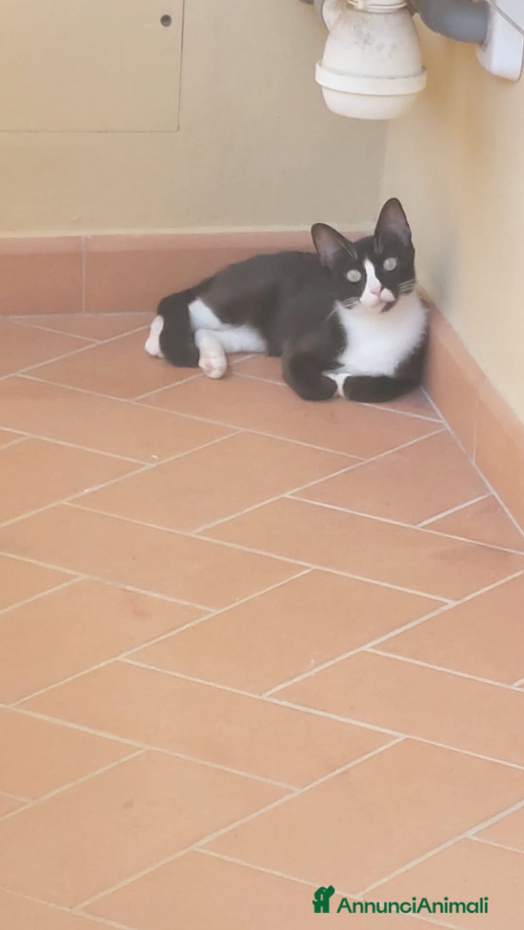 Meticcio gatti in regalo: Regalo due gattine di due e tre anni - Immagine 2