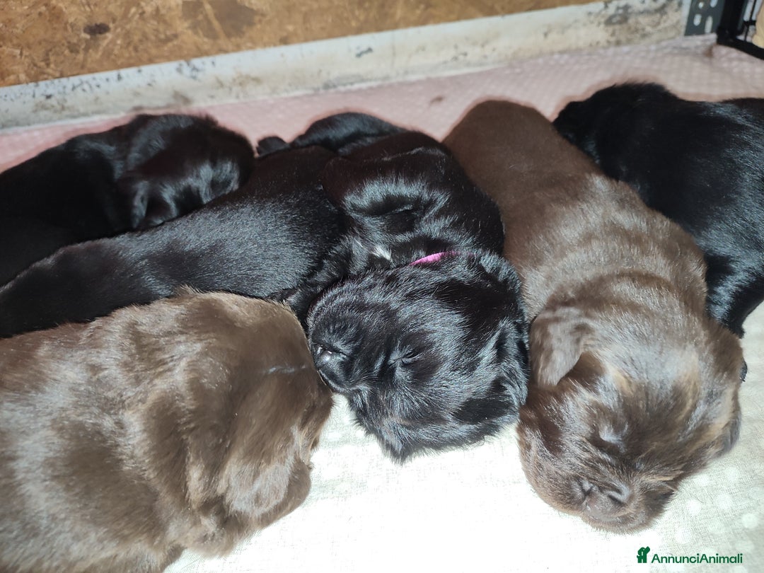 Terranova cani in vendita: Cuccioli di Terranova neri e brown - Annuncio 10