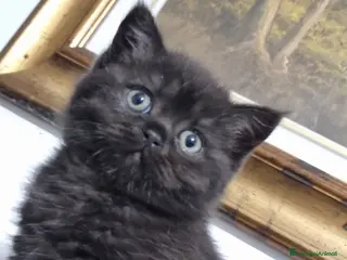 Scottish gatti Scottish Straight Lettiera automatica in omaggio - Annuncio 6