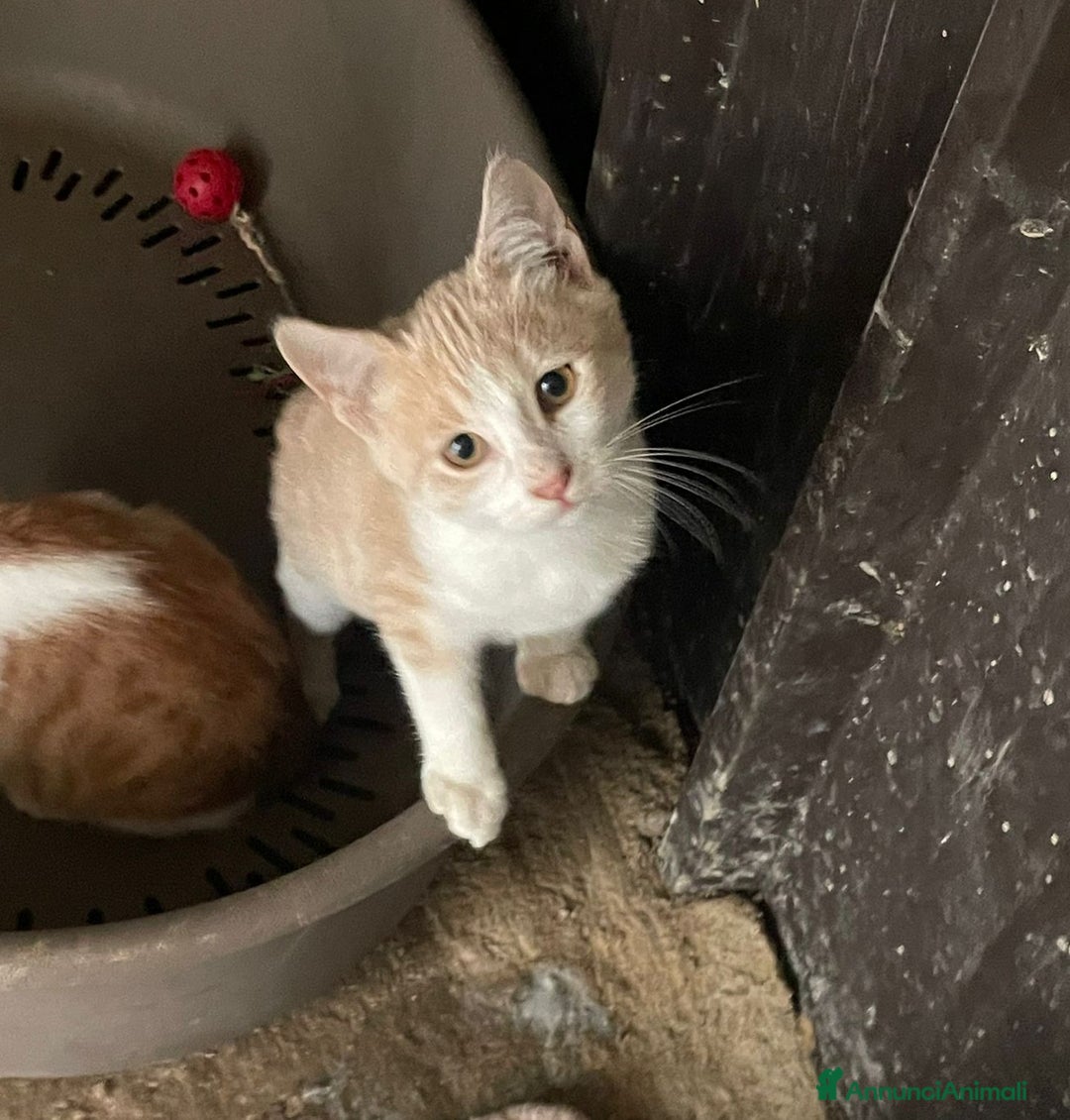 Meticcio gatti in regalo: LA DOLCISSIMA PIMPI - Annuncio 1