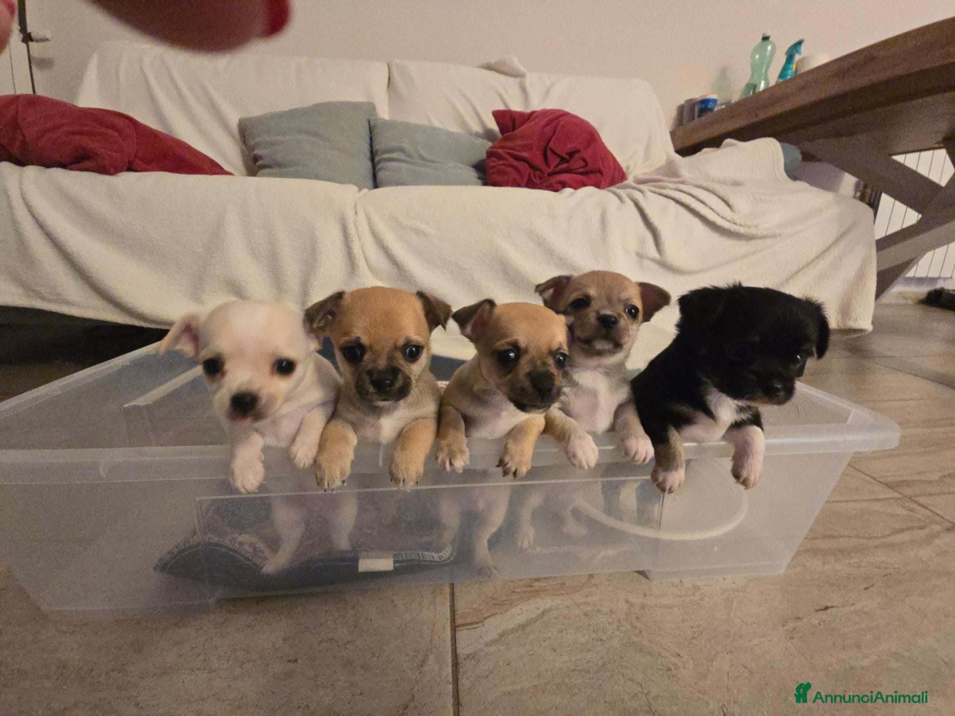 Chihuahua cani Cuccioli chihuahua  - Annuncio 4