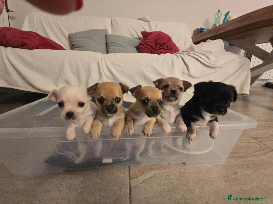 Chihuahua cani in vendita: Cuccioli chihuahua  - Annuncio 1
