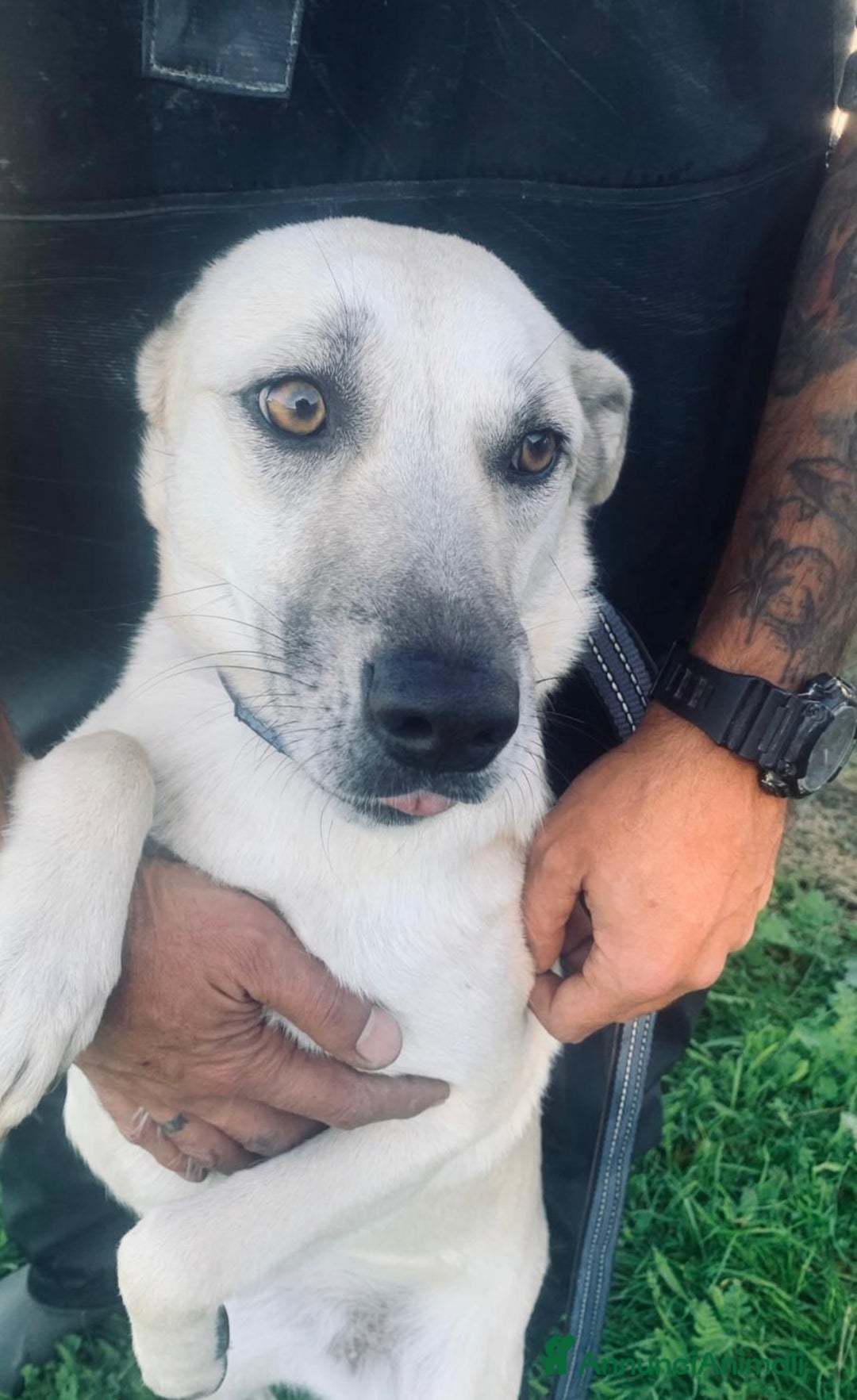 Meticcio cani in regalo: Keila una lupetta dolcissima  - Annuncio 1