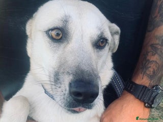 Meticcio cani Keila una lupetta dolcissima - Annuncio 2