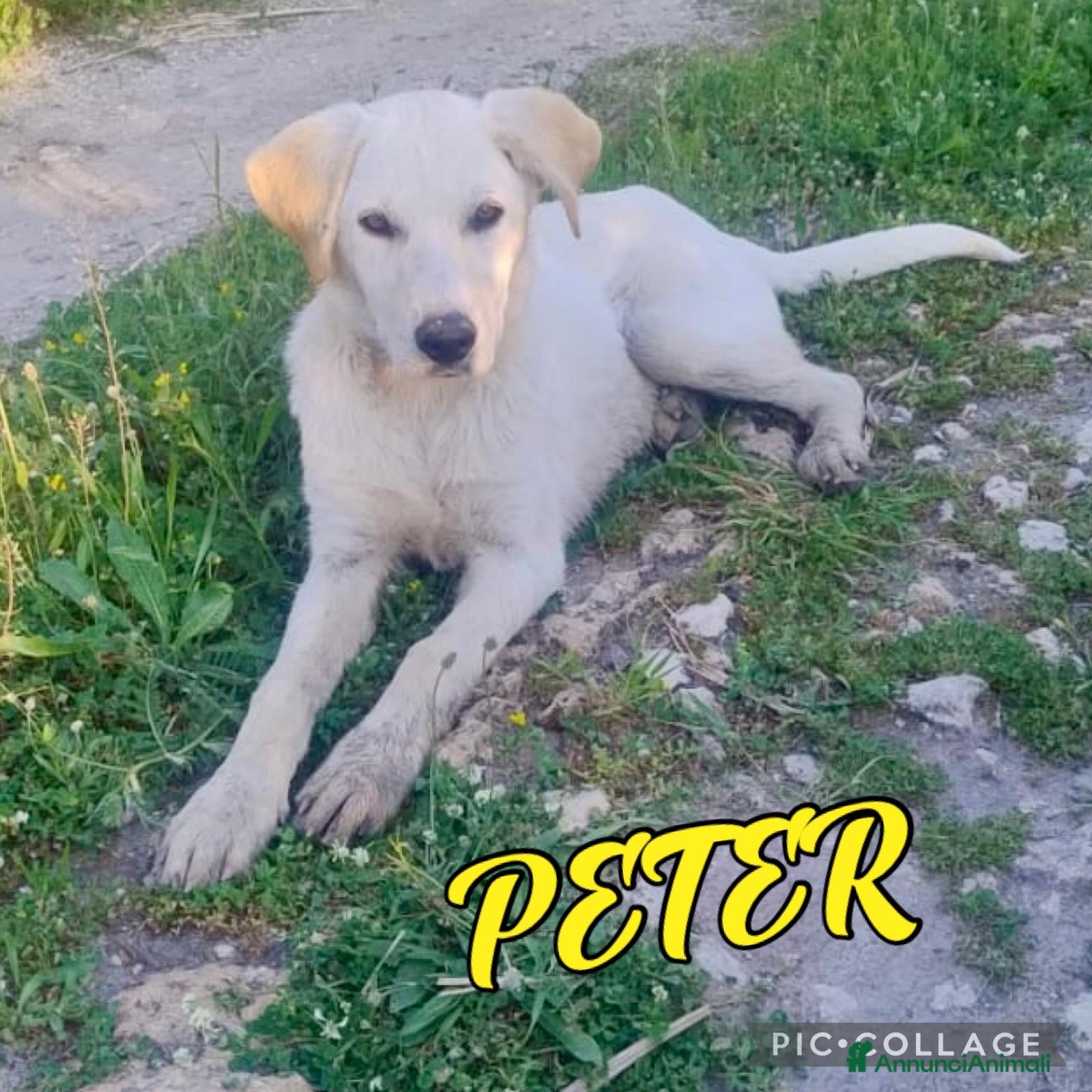 Meticcio cani PETER 💙 - cucciolo futura taglia medio/abbond.🏡 - Annuncio 3