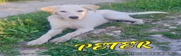 Meticcio cani in regalo: PETER 💙 - cucciolo futura taglia medio/abbond.🏡 a Provincia di Cuneo - Annuncio 1