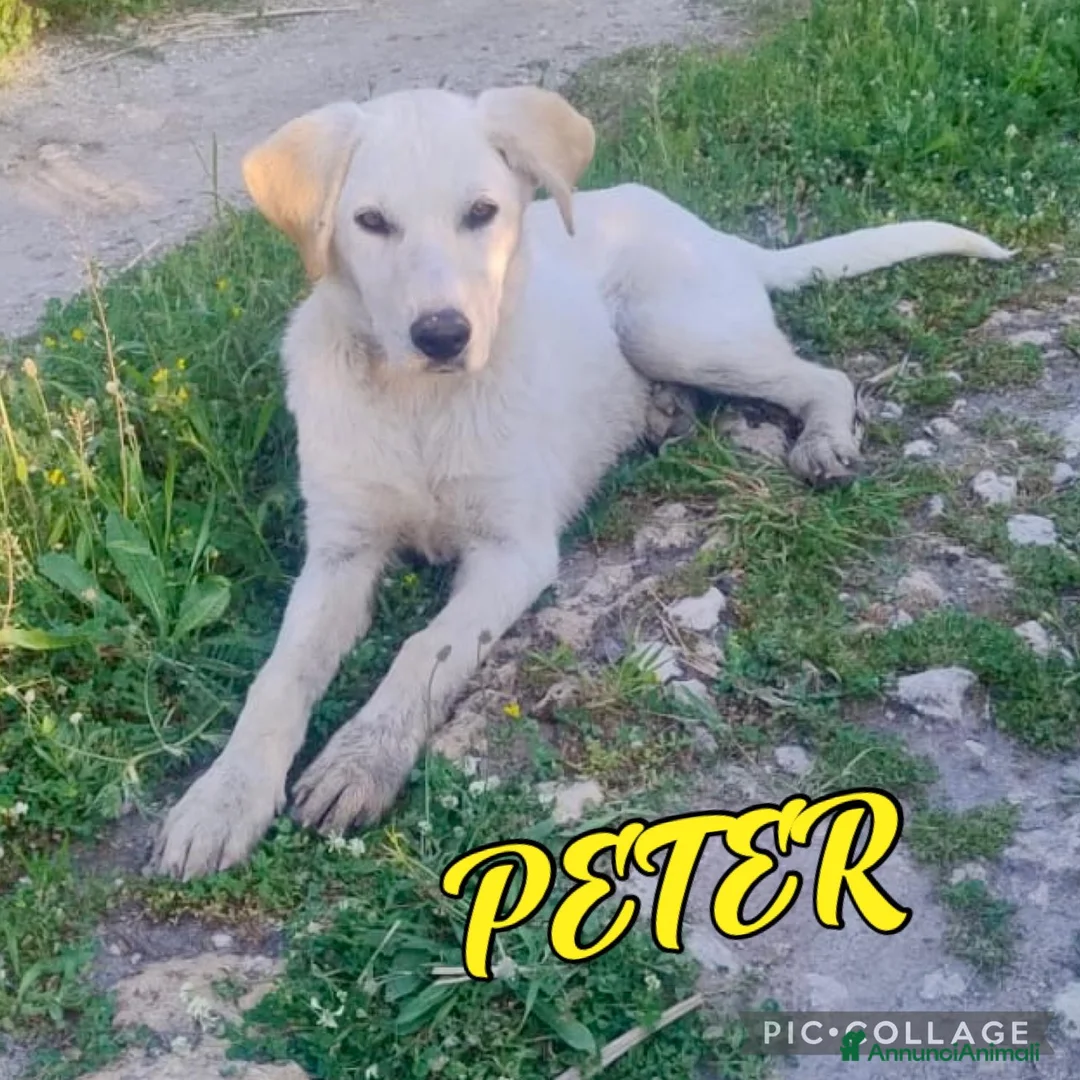 Meticcio cani in regalo: PETER 💙 - cucciolo futura taglia medio/abbond.🏡 a Provincia di Cuneo - Annuncio 1