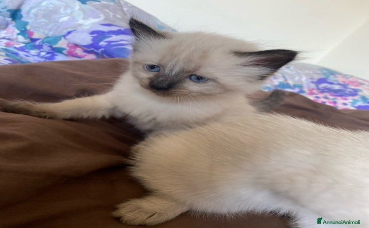 Siamese gatti a Provincia di Padova - Annuncio 4