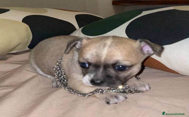 Chihuahua cani Chihuahua maschio pelo corto - Annuncio 7