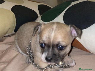 Chihuahua cani Chihuahua maschio pelo corto - Annuncio 12