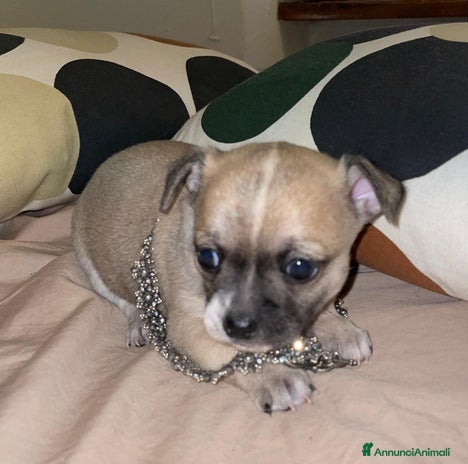 Chihuahua cani - Annuncio 5