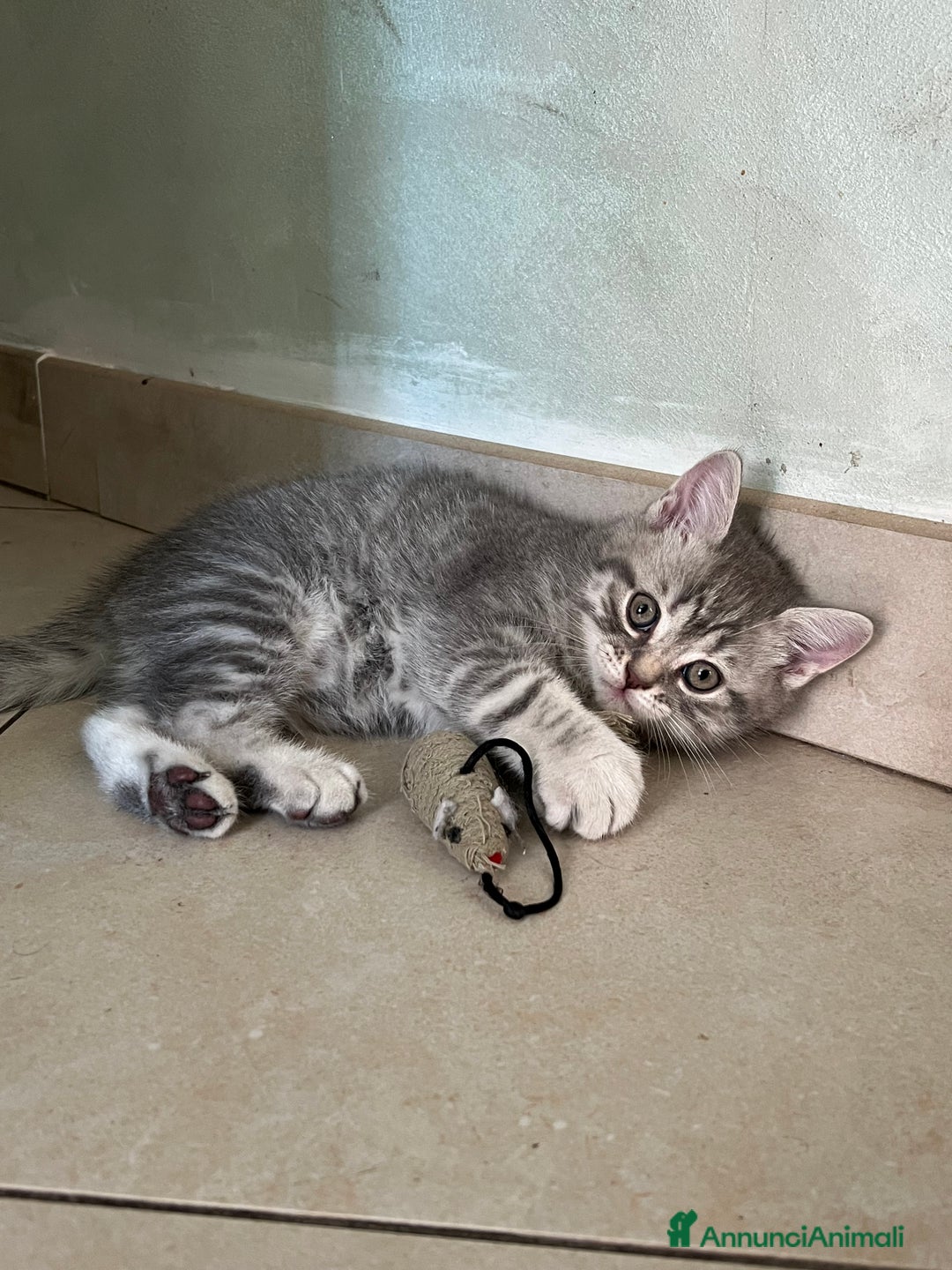 British gatti in vendita: Gatto maschio british 🥰 (ROMA) a Città metropolitana di Roma Capitale - Immagine 4