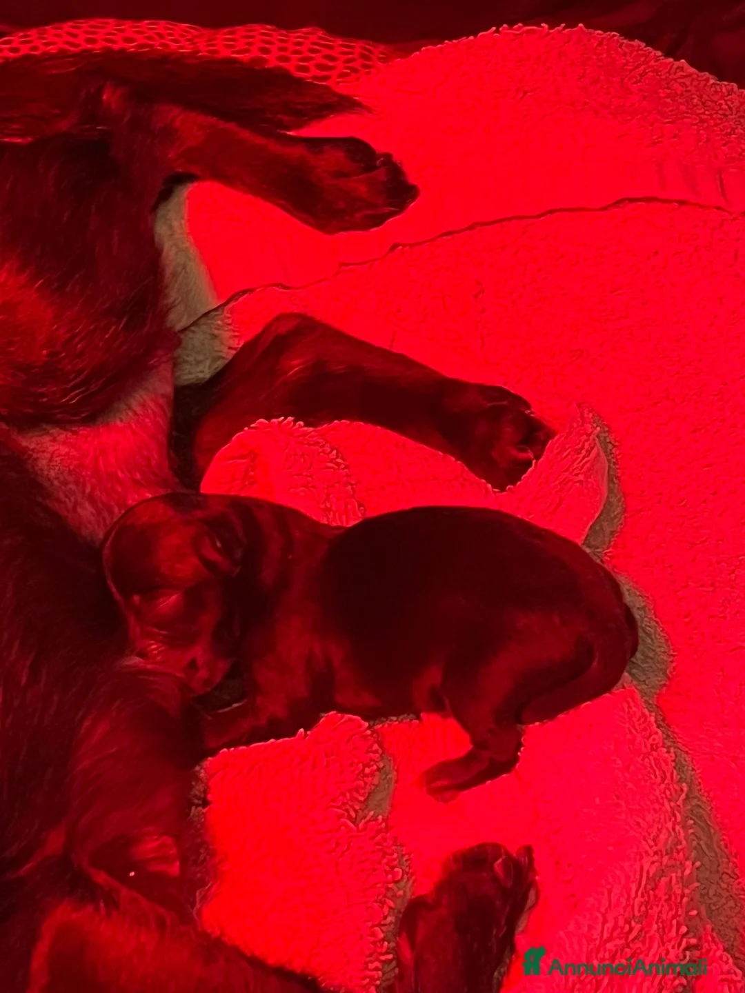 Chihuahua cani in vendita: Ultimo Chihuahua con pedigree  - Annuncio 2