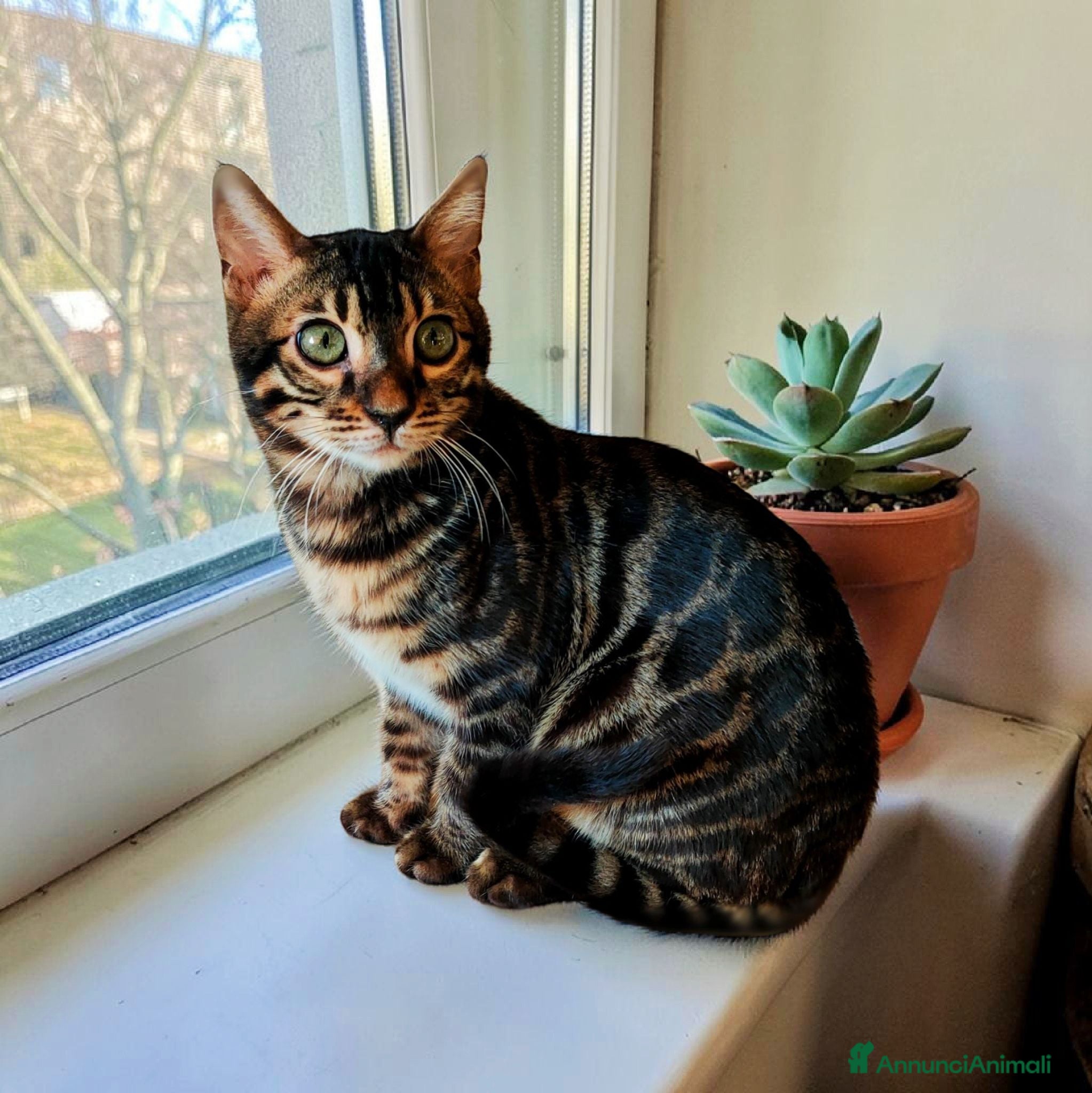 Bengala gatti Cucciolo di gatto Bengala  - Annuncio 1