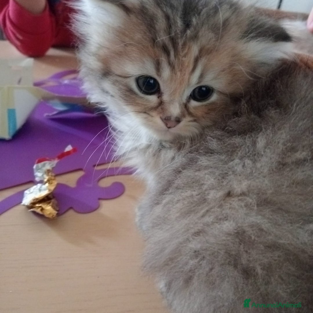 Persiano gatti in vendita: Gattini persiani normotipo  - Annuncio 16