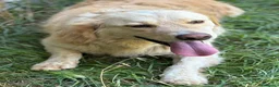 Meticcio cani in regalo: Oscar, la dolcezza in una palla di pelo - Annuncio 17