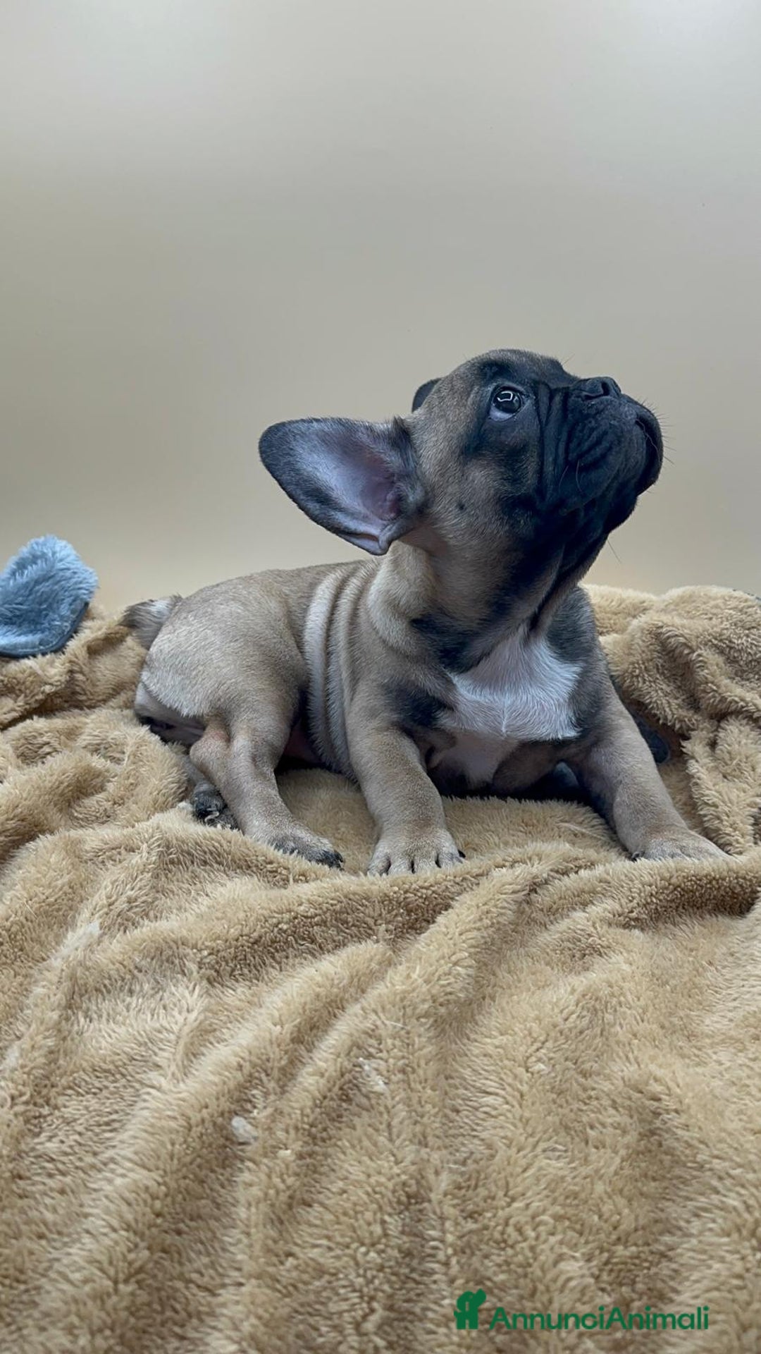 Bulldog Francese cani in vendita: Bouledogue Francese con Pedigree - Annuncio 3