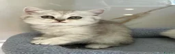 British gatti in vendita: Scottish fold sthrait - Annuncio 5